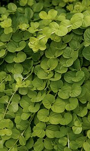 CREEPING JENNY AUREA 4IN