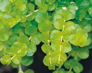 CREEPING JENNY GOLDILOCKS 4IN
