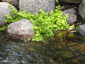 CREEPING JENNY WATER PLANT