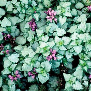 CREEPING LAMIUM ORCHID FROST 4IN