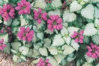 CREEPING LAMIUM RED NANCY 3INCH