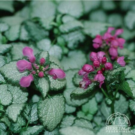 CREEPING LAMIUM RED NANCY 4IN