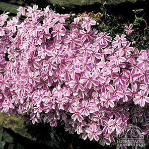 CREEPING PHLOX CANDY STRIPE 3IN