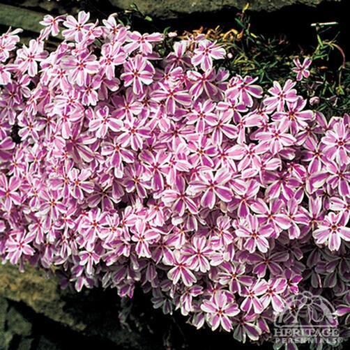 CREEPING PHLOX CANDY STRIPE 4IN