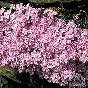 CREEPING PHLOX CANDY STRIPE 4IN