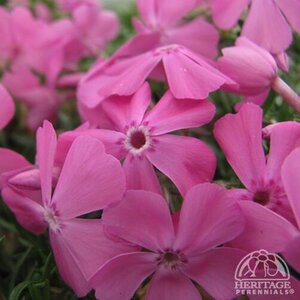 CREEPING PHLOX DRUMMONS PINK