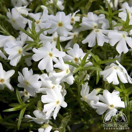 CREEPING PHLOX EARLY SPRING WHITE 1G