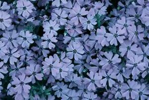 CREEPING PHLOX EMERALD BLUE 2G