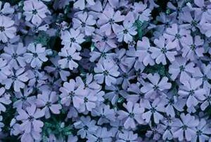 CREEPING PHLOX EMERALD BLUE 4IN