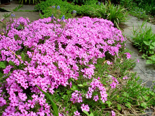 CREEPING PHLOX EMERALD PINK 4IN