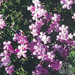 CREEPING PHLOX EMERALD PINK