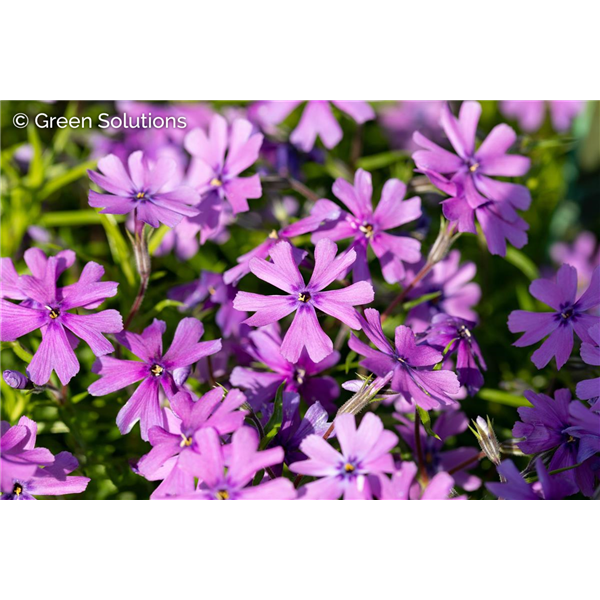 CREEPING PHLOX EYE CANDY 4IN