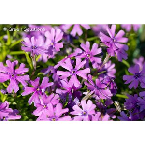 CREEPING PHLOX EYE CANDY 4IN