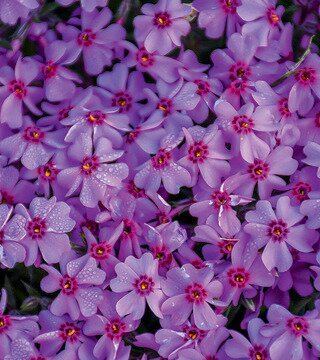 CREEPING PHLOX EYE CARAMBA 4IN