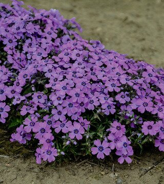 CREEPING PHLOX EYE SHADOW 3IN