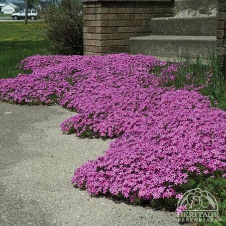 CREEPING PHLOX RED WING 4IN