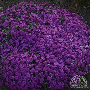 CREEPING PHLOX ROCKY ROAD MAGENTA 3IN