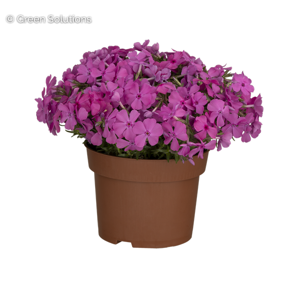 CREEPING PHLOX ROCKY ROAD PINK 3IN