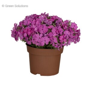 CREEPING PHLOX ROCKY ROAD PINK 3IN