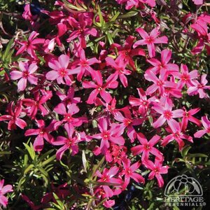 CREEPING PHLOX SCARLET FLAME 3IN