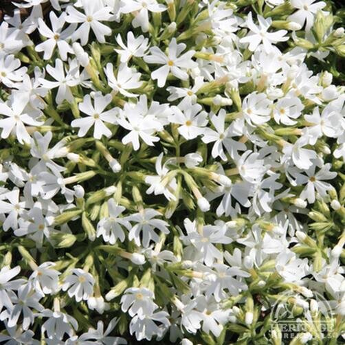 CREEPING PHLOX SNOWFLAKE 3IN