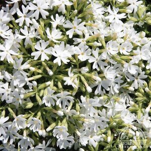 CREEPING PHLOX SNOWFLAKE 3IN