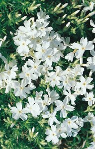 CREEPING PHLOX WHITE DELIGHT 4IN