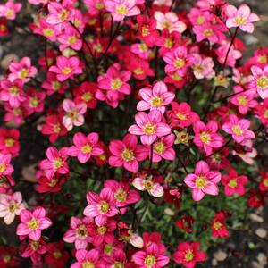 CREEPING SAXIFRAGE MARTO ROSE