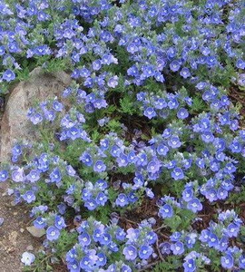 CREEPING SPEEDWELL CRYSTAL RIVER (VERONICA) 3IN
