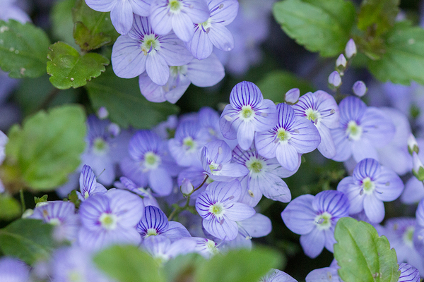 CREEPING SPEEDWELL WATERPERRY BLUE 3IN