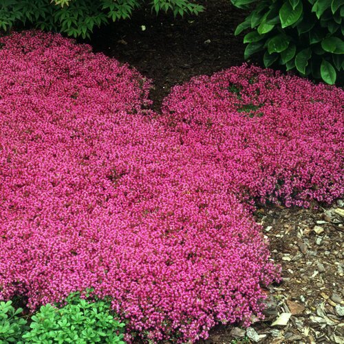 CREEPING THYME COCCINEUS 3IN