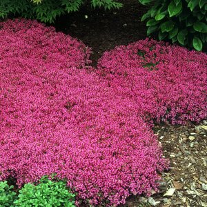 CREEPING THYME COCCINEUS 3IN