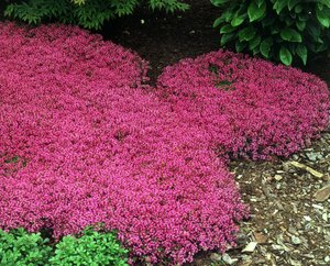 CREEPING THYME COCCINEUS 4IN