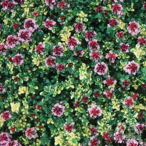CREEPING THYME DOONE VALLEY 4IN