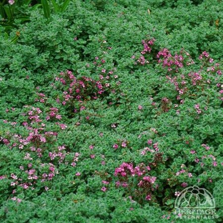 CREEPING THYME ELFIN 3IN