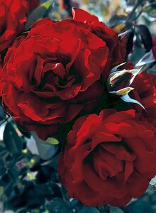 CRIMSON CASCADE ROSE 2G-Red-Climbing