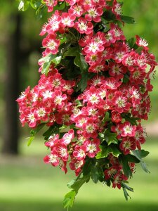 CRIMSON CLOUD HAWTHORN 175CM