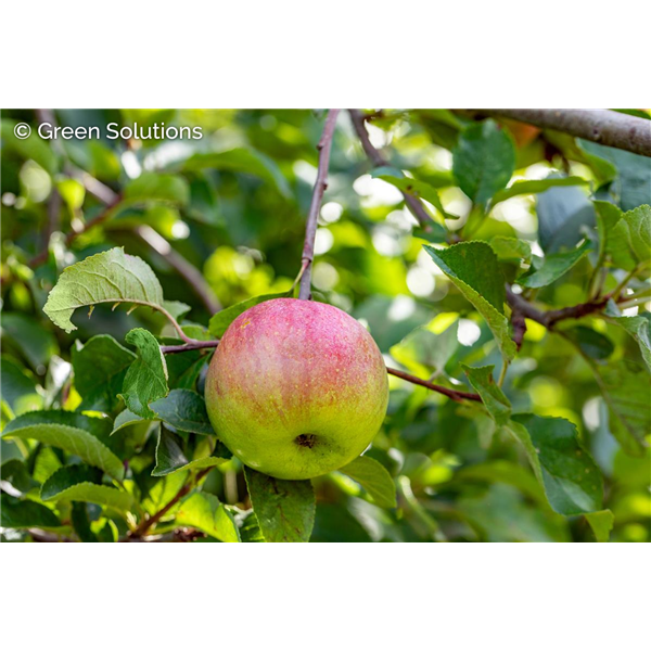 CRIMSON CRISP APPLE SEM-DWARF 20MM