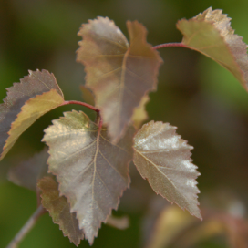 CRIMSON FROST BIRCH 150CM