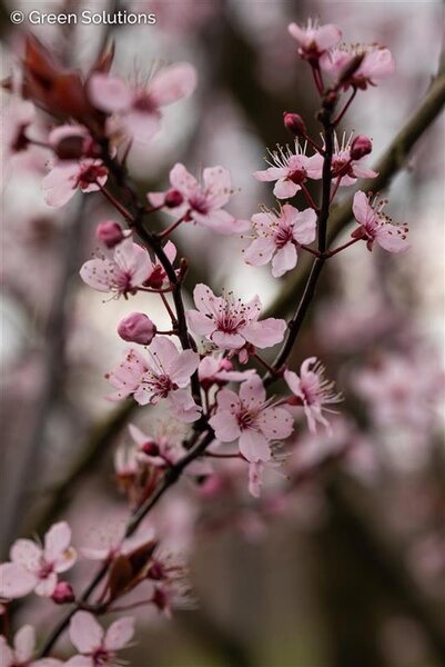 CRIMSON POINT FLOWERING PLUM 225 CM