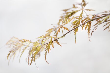CRIMSON QUEEN JAPANESE MAPLE 100 CM (3 Month Warranty)  - image 1