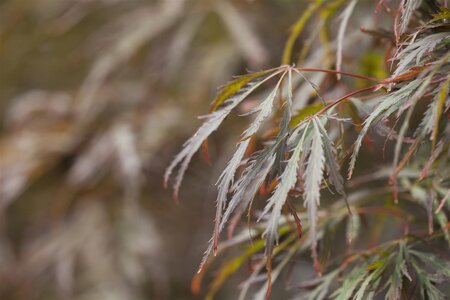 CRIMSON QUEEN JAPANESE MAPLE 100 CM (3 Month Warranty)  - image 2