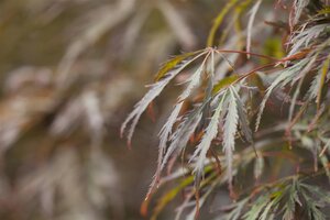 CRIMSON QUEEN JAPANESE MAPLE 100 CM (3 Month Warranty)  - image 2