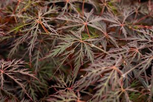 CRIMSON QUEEN JAPANESE MAPLE 100 CM (3 Month Warranty)  - image 3