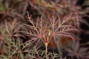 CRIMSON QUEEN JAPANESE MAPLE 100 CM (3 Month Warranty)  - image 4