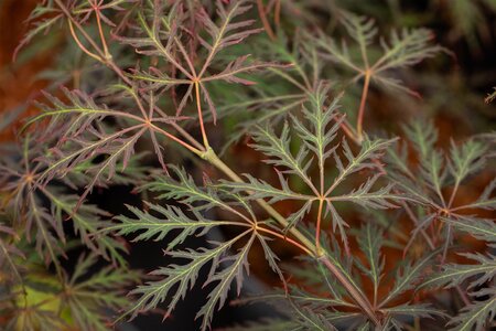 CRIMSON QUEEN JAPANESE MAPLE 100 CM (3 Month Warranty)  - image 5