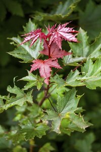 Crimson sentry maple 225 cm  - image 3