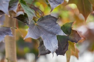 Crimson sentry maple 225 cm  - image 4
