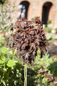 CRIMSON SENTRY NORWAY MAPLE 175CM  - image 2