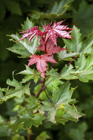 CRIMSON SENTRY NORWAY MAPLE 175CM  - image 3